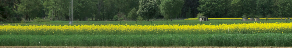 Verschiedene Felder liegen hintereinander, am auffälligsten ist das gelbblühende Rapsfeld