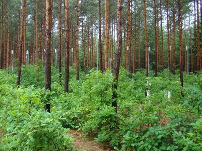 Unterkronenniederschlagsmessung Auffangbehälter an den Baumstämmen, um zu sehen wieviel Wasser dort ankommt