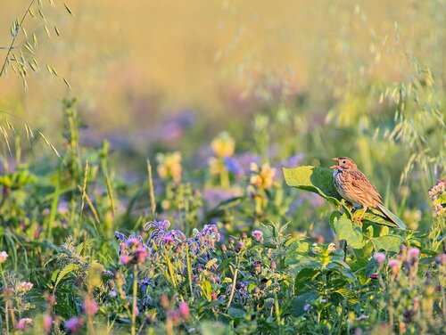 Grey Bunting in a fallow