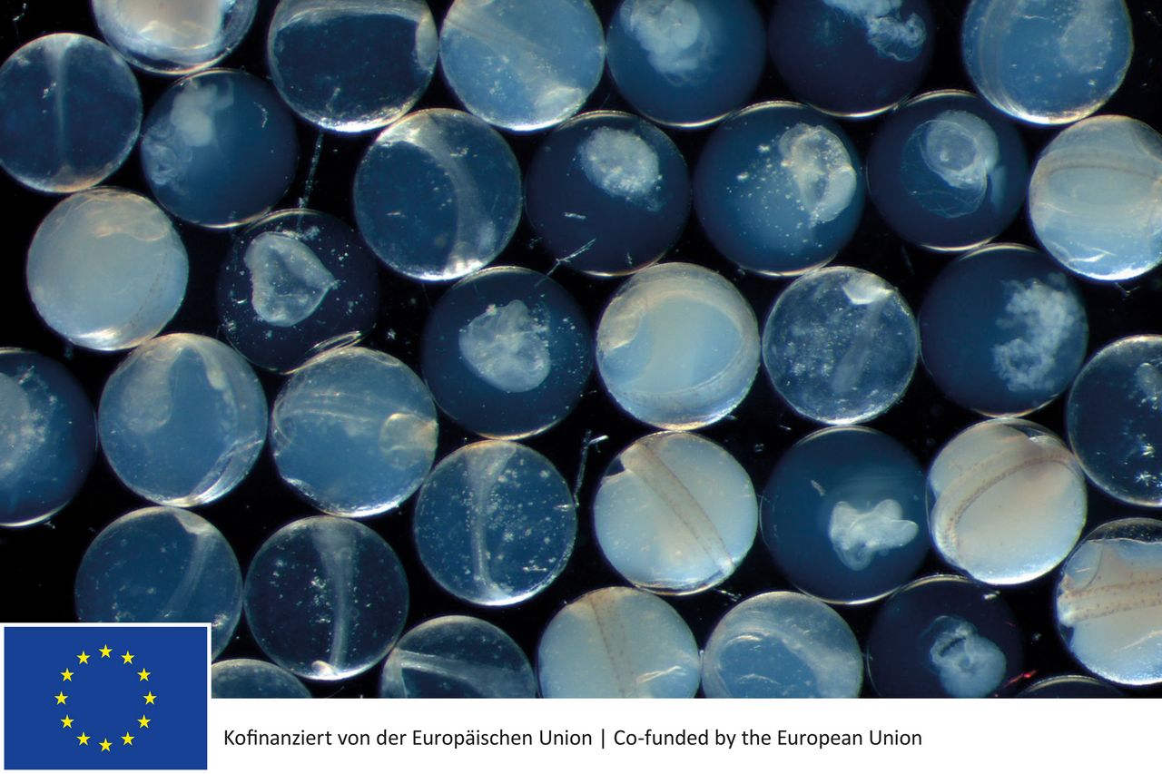 Plaice eggs at different stages of development
