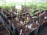 Auf dem Bild sind viele eckige Pflanztöpfe dicht aneinander auf Tischen im Gewächshaus zu sehen. In diesen Pflanztöpfen sind junge, gepfropfte Pflanzen, die teilweise schon einen hellgrünen Austrieb zeigen. Bildbeschreibung Ende. 