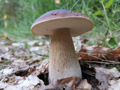 Großaufnahme eines Steinpilzes