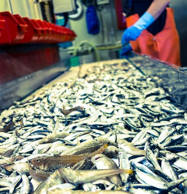 Fish catch, which is transported via conveyor belts to the fish laboratory of the FV "Solea", where it is scientifically analysed