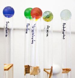 Holzartennachweis und Faseratlas