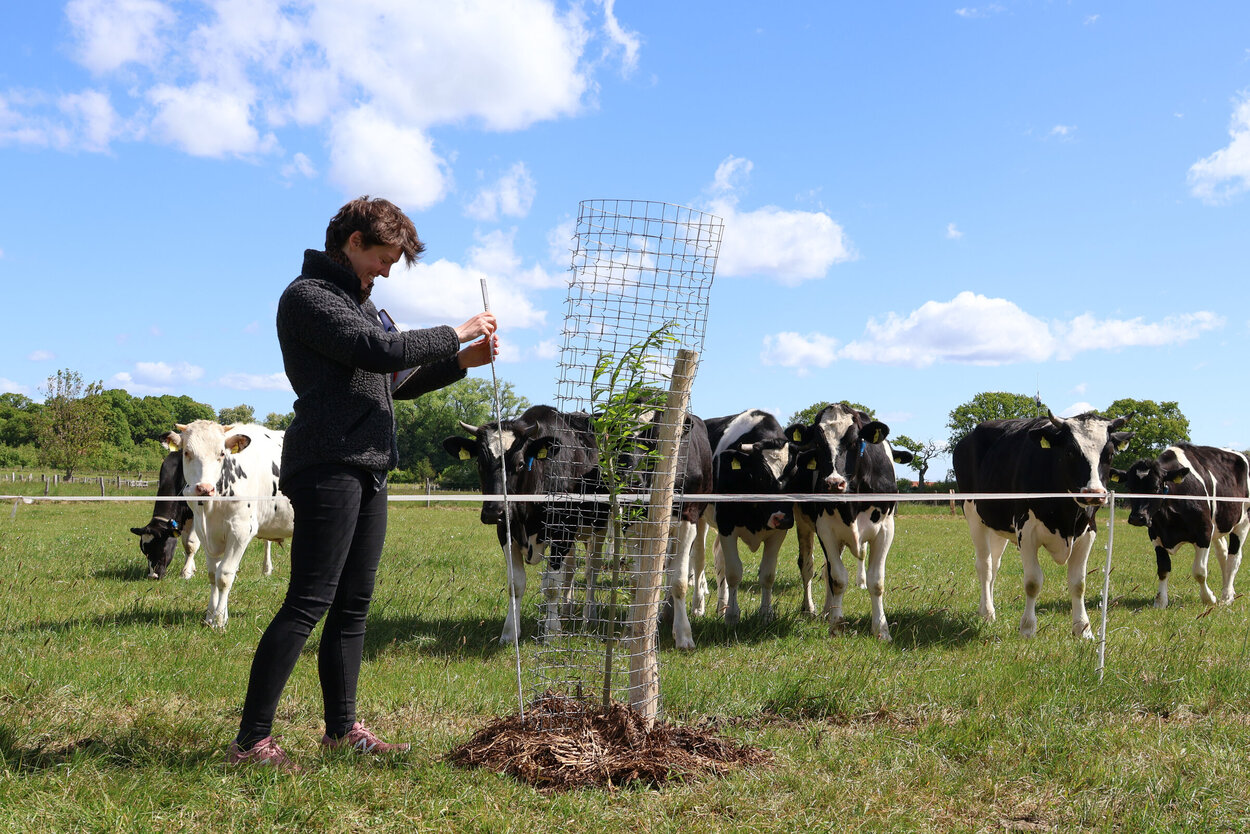 Eine Person steht neben einem jungen Baum vor einer Kuhweide, die neugierig zuschauen.
