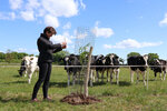 Eine Person steht neben einem jungen Baum vor einer Kuhweide, die neugierig zuschauen.