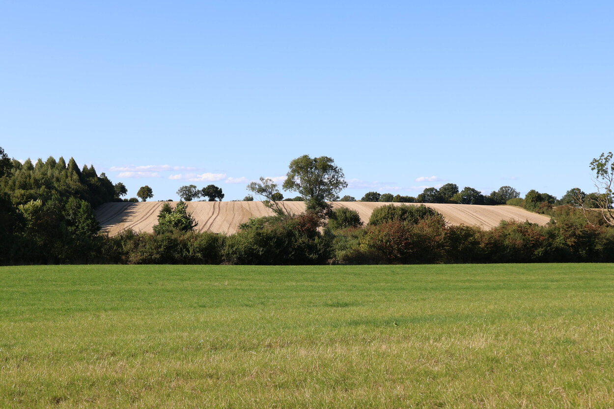 Eine grüne Wiese, dahinter Büsche und Bäume und dahinter ein ansteigendes Feld.