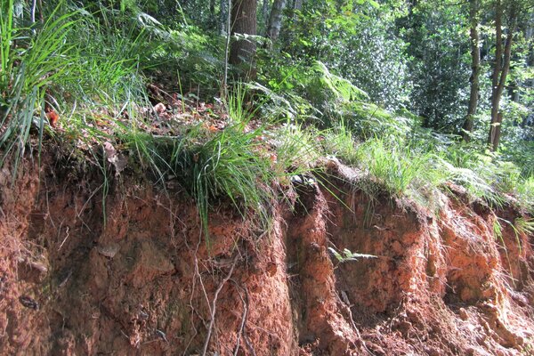 Forest floor under a mixed stand 