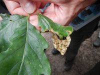 Beech leaf minor (Apiognomonia quercina)