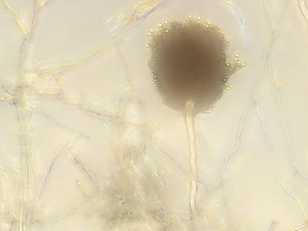 Improved production of conidia: Conidiophore of Aspergillus terreus 