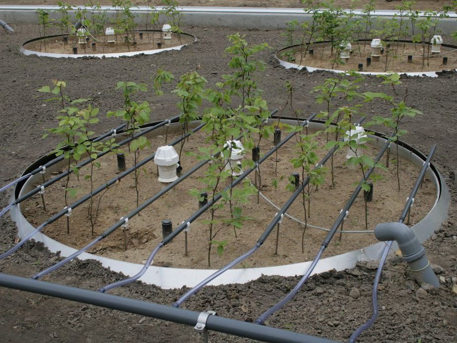 The young trees in the lysimeters can be supplied with water in a controlled manner using drip irrigation