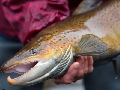 Ein Angler hält eine große Meerforelle