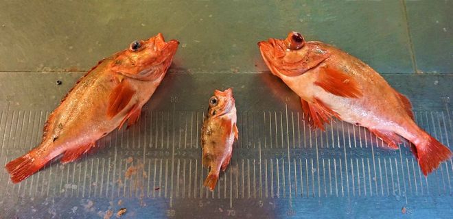 three different redfish species