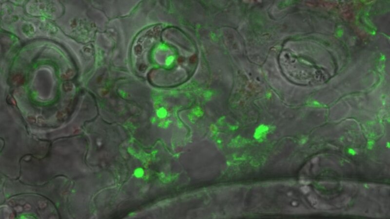 Klicken für eine Vergrösserung