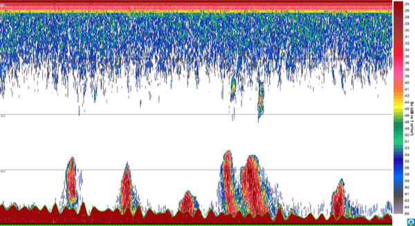 Heringsschwärme im Echogramm: Die farbigen Bereiche am unteren Bildrand sind Schwärme am Meeresboden. Dunkelrote Bereiche zeigen viele Tiere. 