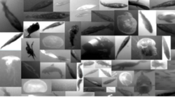 Weiterentwicklung von physikalischen Messmethoden zur nicht-invasiven in-situ Erfassung von Plankton und Fischen