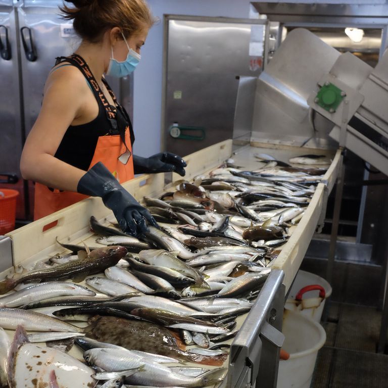 Sorting the fish on the assembly line