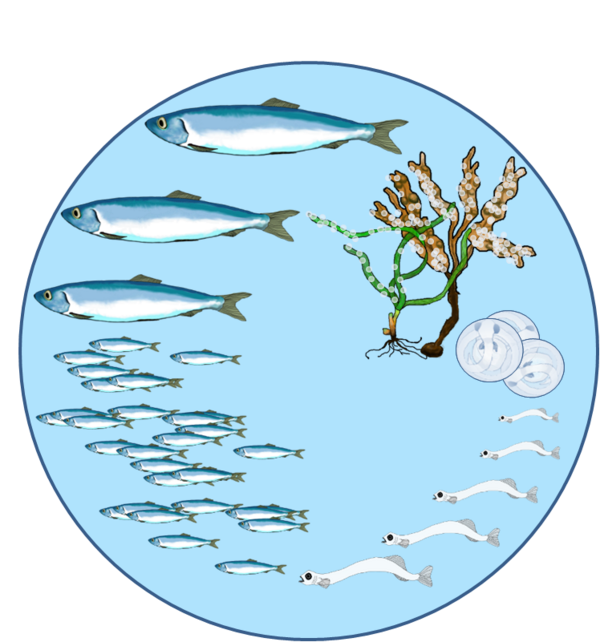 Schematische Darstellung des Lebenszyklus von Heringen, von der Eiablage über den Schlupf und die Larvenentwicklung bis zum Heranwachsen zum erwachsenen Tier und erneuter Eiablage.