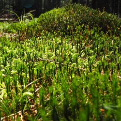 Nationales Biodiversitätsmonitoring im Wald
