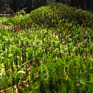 Detailaufnahme eines Mooses.