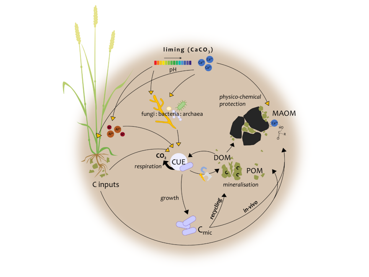 Figure demonstrating the hypothesised complex effects liming could have on CUE and the C cycle.