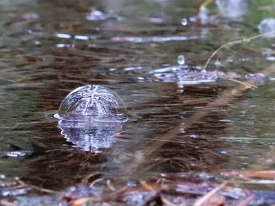 Viel Wasser für den Wald. Eine Wasserblase hat sich auf einer Pfütze gebildet.