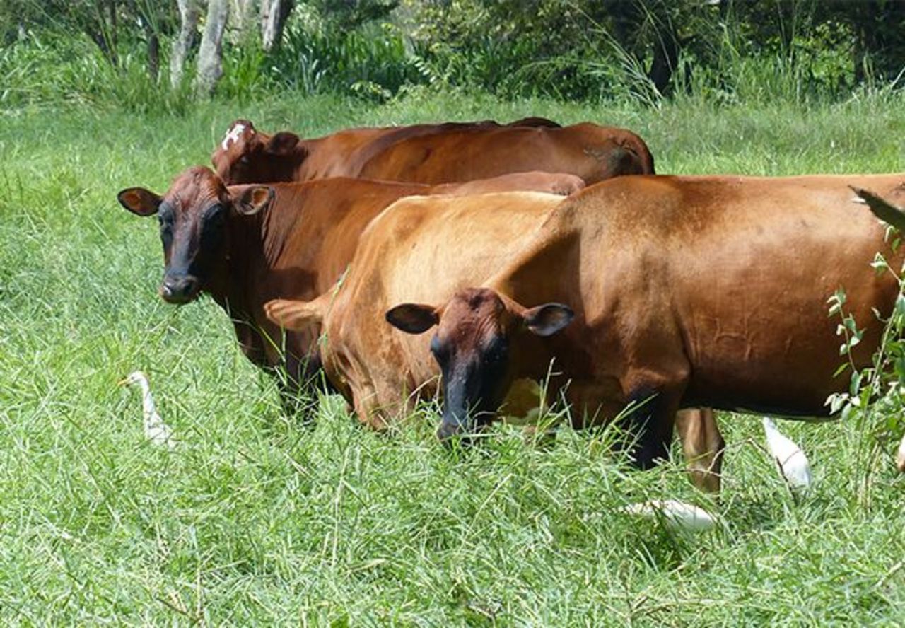 Grasende Rinder in hohem Gras in Kolumbien