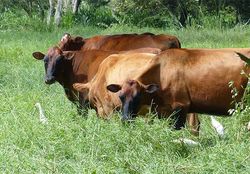 GHG mitigation in cattle farming - how much is possible where?