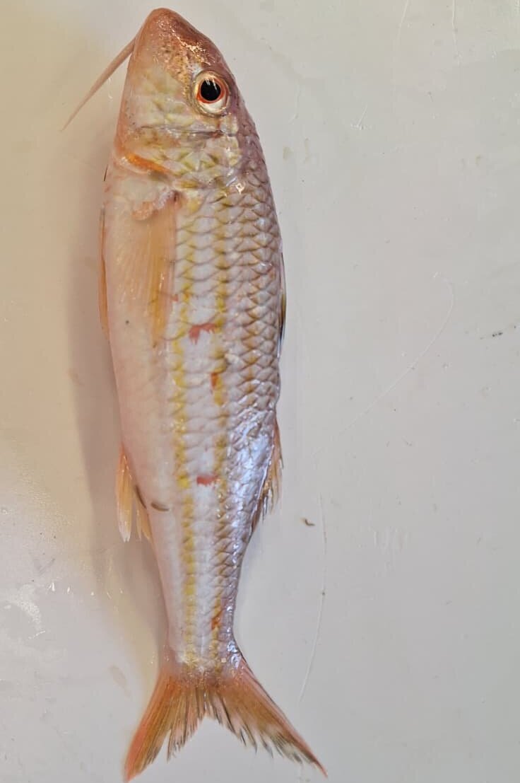 Die Streifenbarbe (Mullus surmuletus).