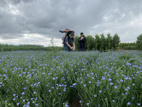 Sampling of a flax plot using an insect exhauster