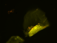 Fluorescence microscopy of a skin scale from pig house air Fluorescence microscopy of a skin scale from pig house air