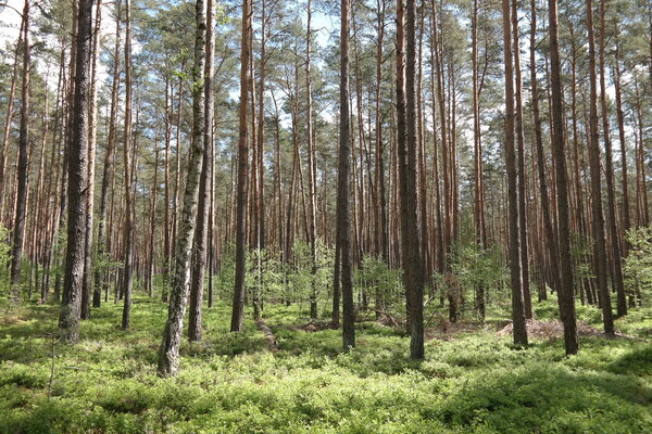 Bodenvegetation in einem Kiefernbestand.