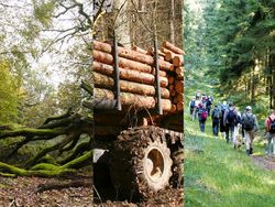 Strains in forest enterprises due to protective and recreational functions of forests