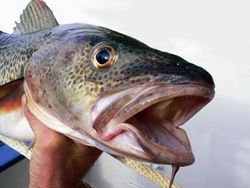 Bedrohen Zonen ohne Sauerstoff („Todeszonen“) die Fischbestände in der Ostsee?