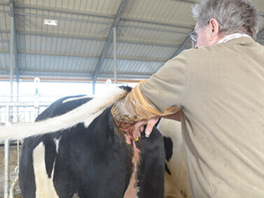Eine Kuh wird von einer Person mit langen Handschuhen besamt