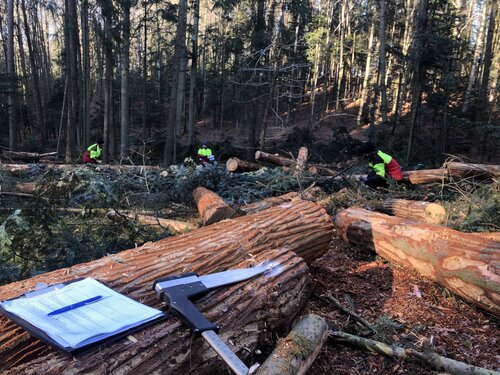 A felled tree with measuring tools and measurement log, several people in the background.