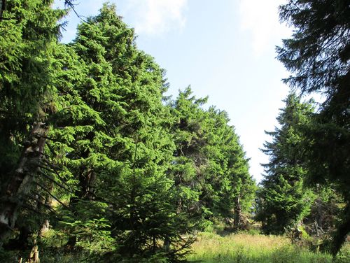 The picture shows one of ten populations of Norway spruce that were selectd for an intensive genetic monitoring, this particular population is located near the summit of mount Brocken in the Harz mountains, Germany