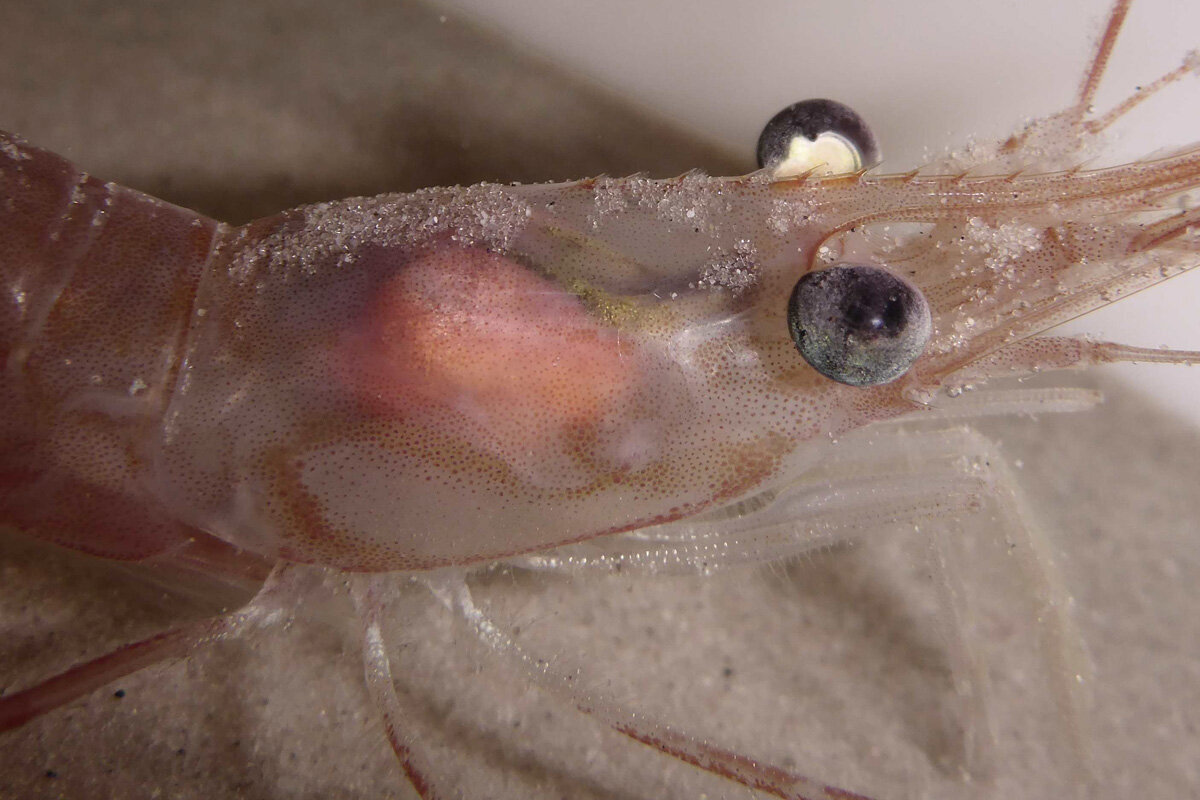 Detailansicht vom Kopfbereich der Tiefseegarnele Pandalus borealis. Die großen Facettenaugen sind durch das Rostrum geschützt. 