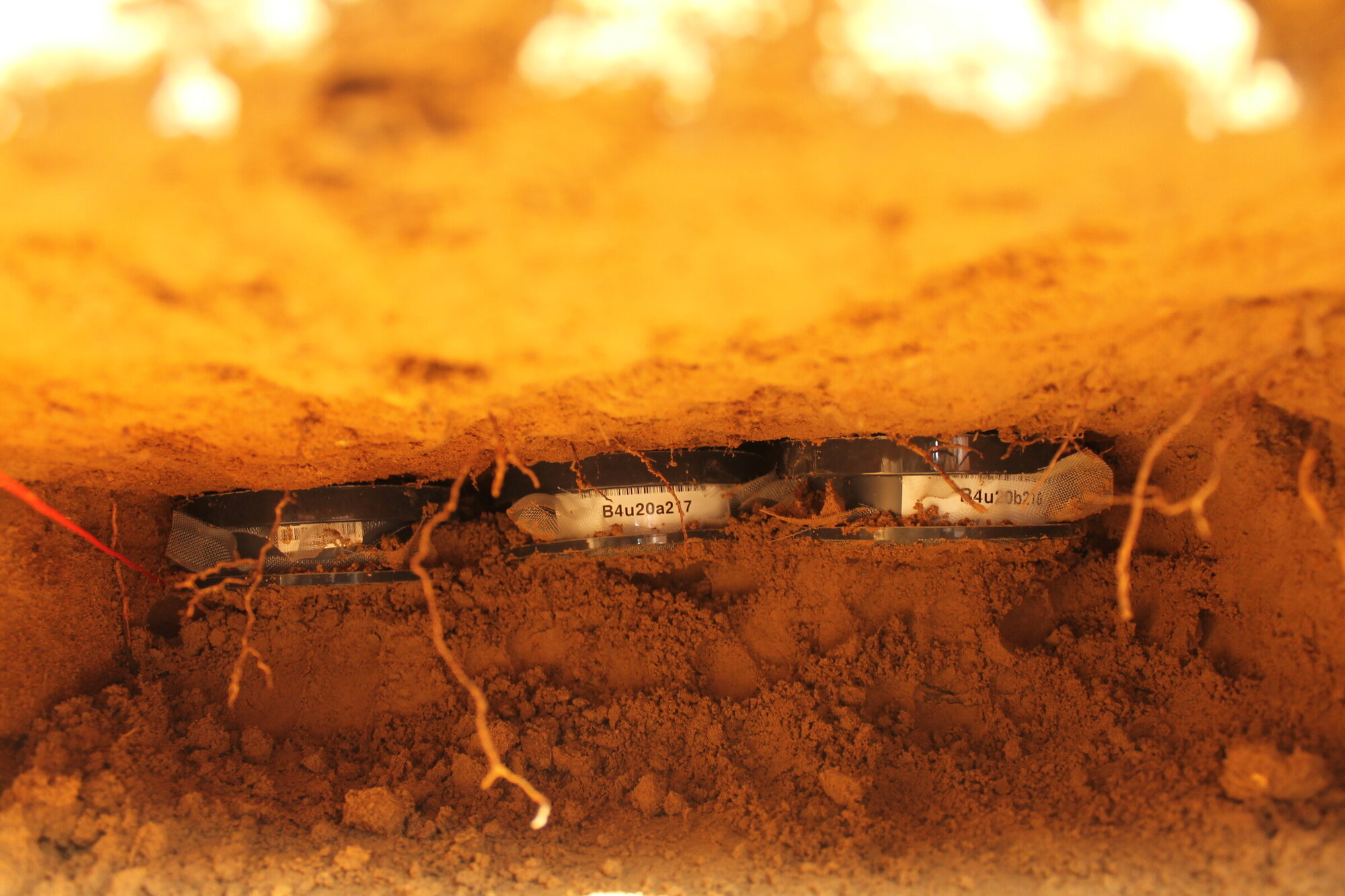 im Boden vergrabene Probengefäße mit Laubstreu