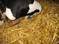 Pedometer-Datalogger used for automatic behavioural recording