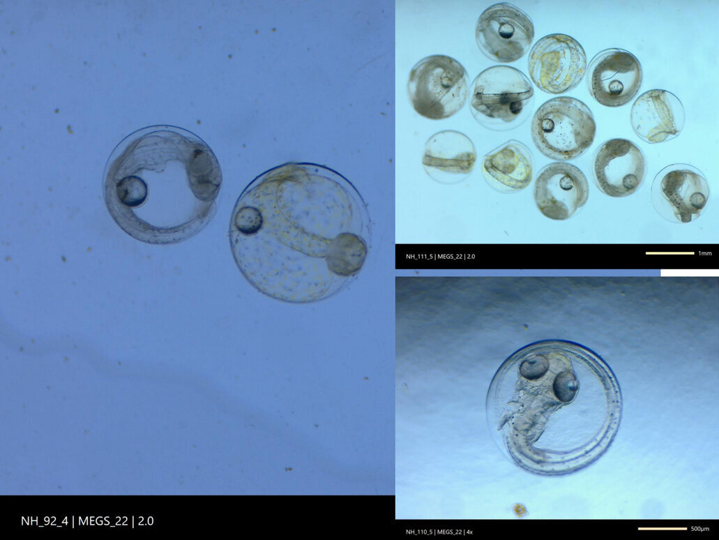 Ein zusammengesetztes Bild aus Bildern verschiedener Fischeier