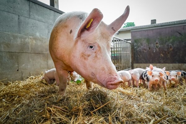Eine biologisch gehaltene Muttersau mit Saugferkeln in einem Außenbereich mit Stroh.