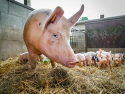 Exportchancen für deutsches Tierwohl-Fleisch