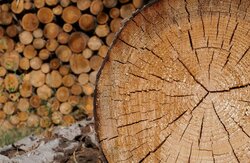 Evaluation of the Charter for Wood 2.0