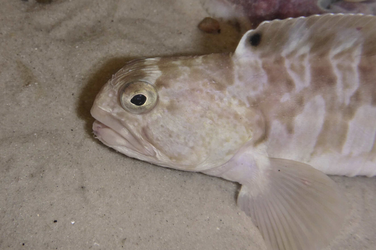 Ein Katfisch im Beobachtungsbecken.