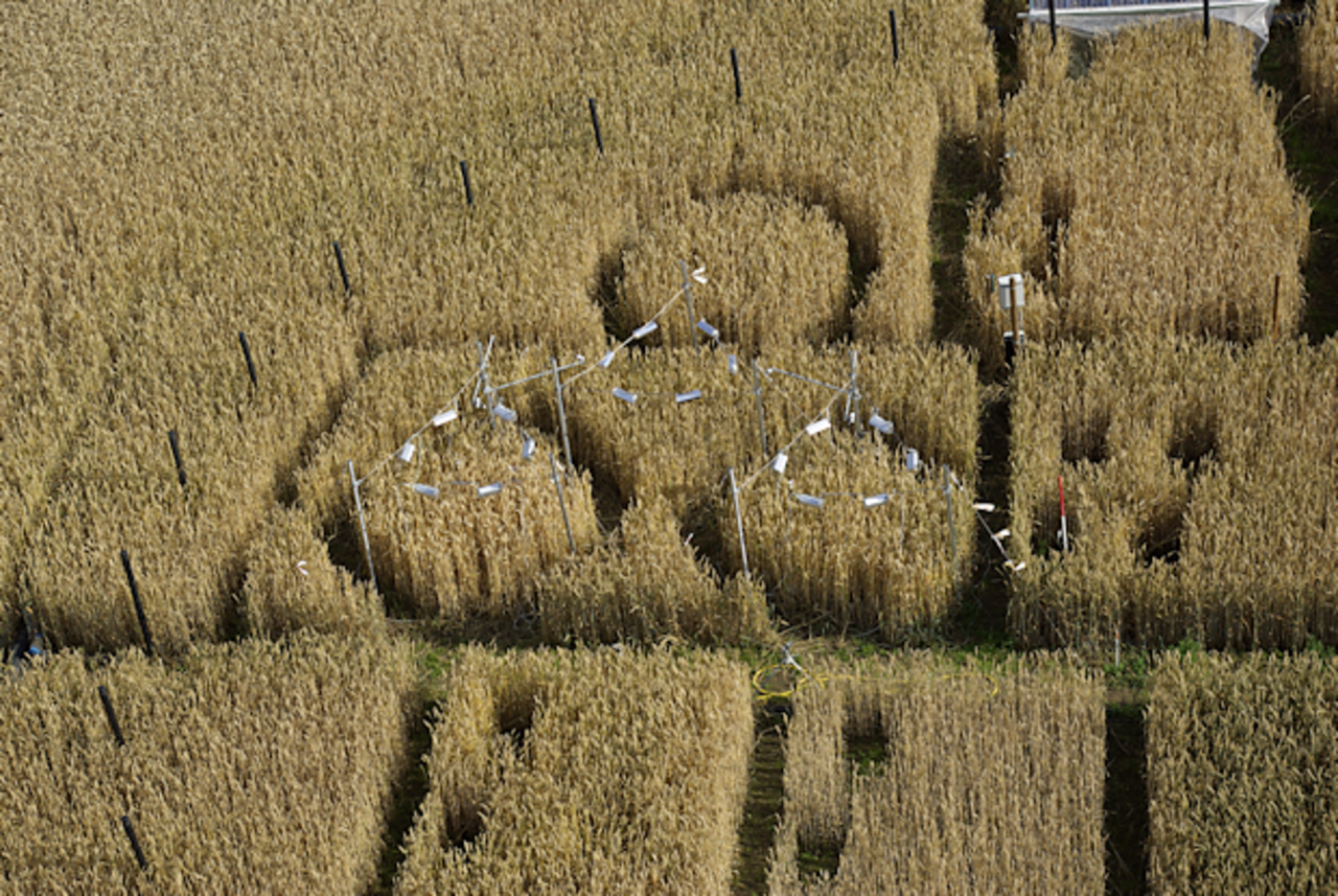 Weizenversuchsfeld mit großem CO2-Begasungsring (schwarze Rohre) und kleinen Versuchsflächen mit ringförmig angeordneten Infrarotstrahlern zur Erwärmung der Pflanzen