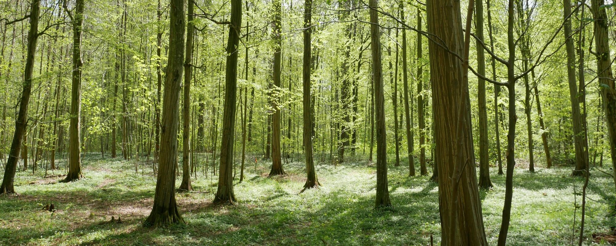 Qualitativ hochwertiger Hainbuchenbestand