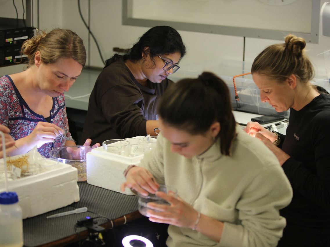 Vier Wissenschaftlerinnen sortieren das frische Probenmaterial am Labortisch.