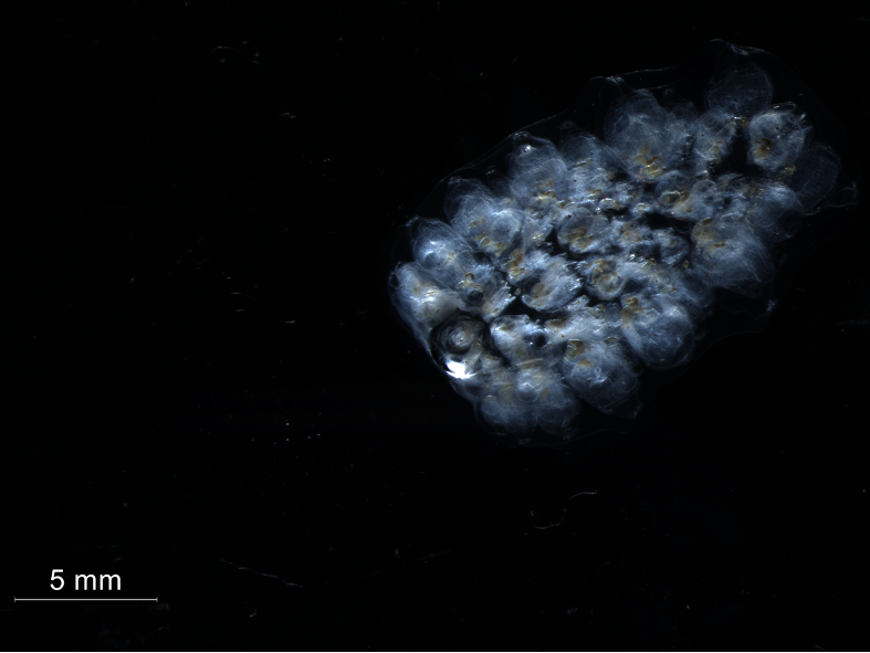 Mikroskopbild einer Salpe, die zu den Manteltieren oder Tunicaten gehört.