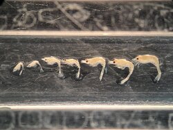 Scientific studies on the biology and fisheries of the brown shrimp CRANgon crangon as a basis for an efficient self-MANagement system (CRANMAN II)